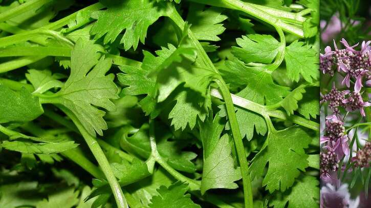 Santé - 9:  Les délicieuses herbes aromatiques et leurs vertus