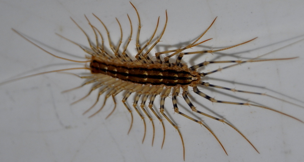 Scutigera coleoptrata