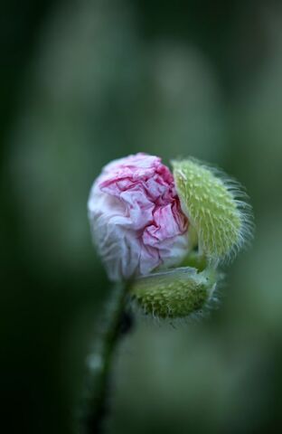 Des compagnes pour mes roses : Papaver rhoeas