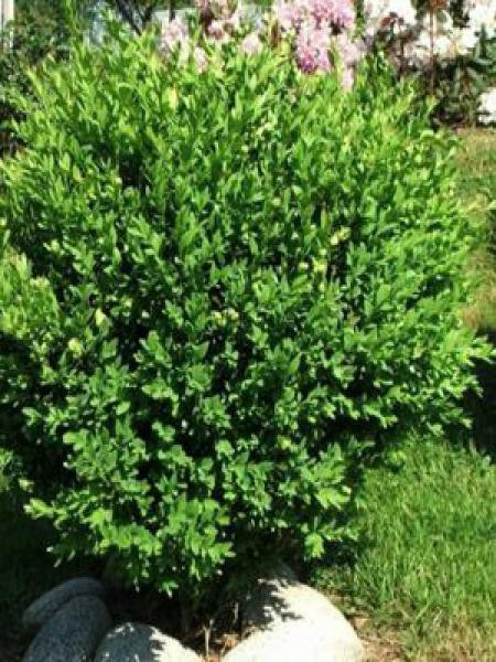 Buis commun - Buxus sempervirens - Le Jardin du Pic Vert