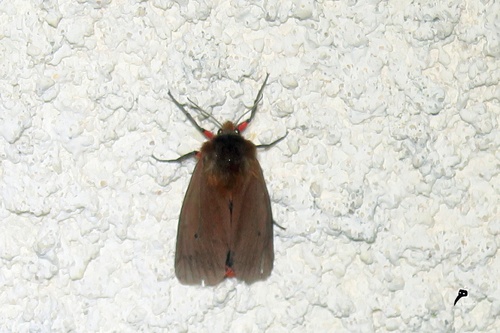  Phragmatobia fuliginosa L. (L'Ecaille cramoisie)