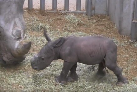 Sethemba, bébé rhinocéros blanc, né mardi 22 mars à Pairi Daiza 