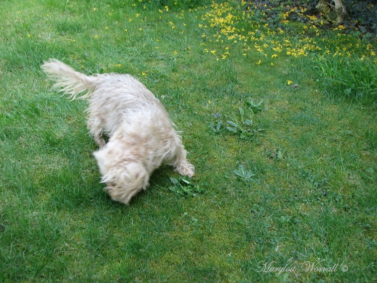 Petits chiens etc.