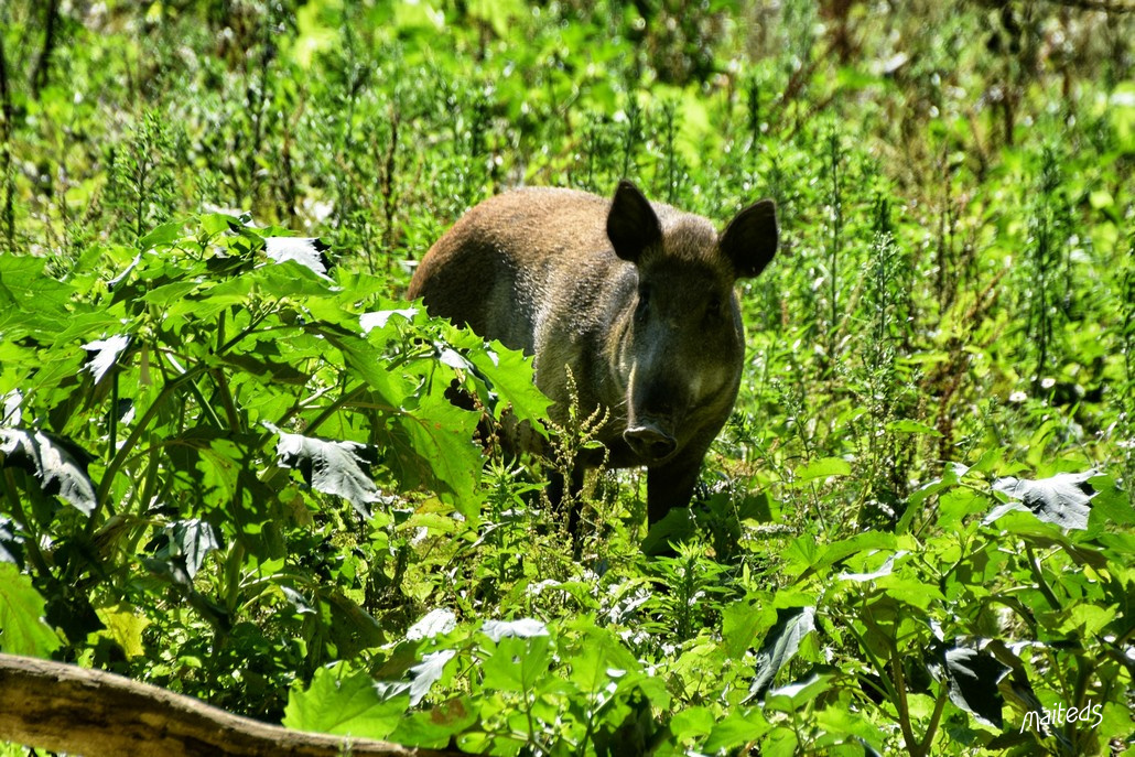 La ferme aux cerfs et sangliers - Le Houga - Gers 