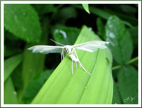 Ptérophore blanc.