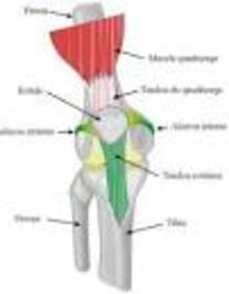 Lésion musculaire du quadriceps