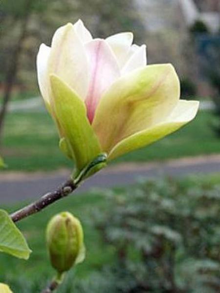 Fleurs cultivées : Magnolia