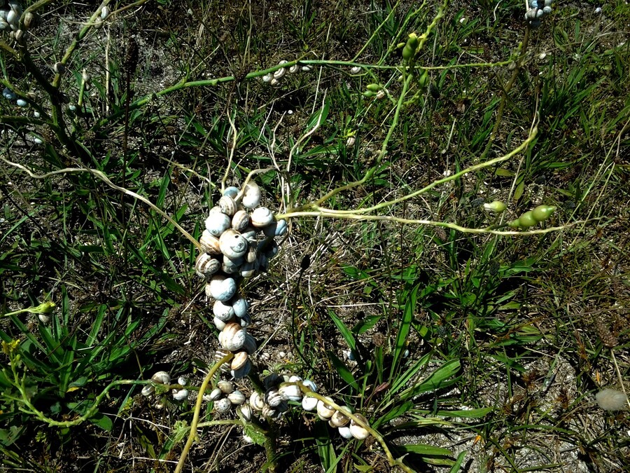 escargots dans les dunes