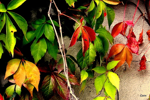 Feuilles : couleur d'automne !