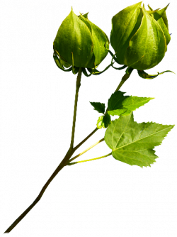 Tubes PNG de fleurs