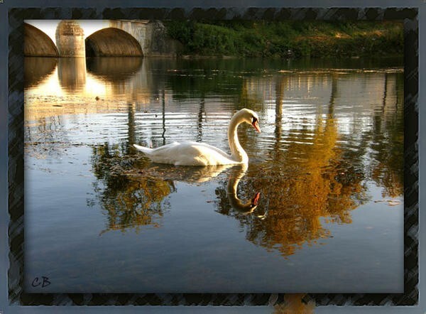 Cygne