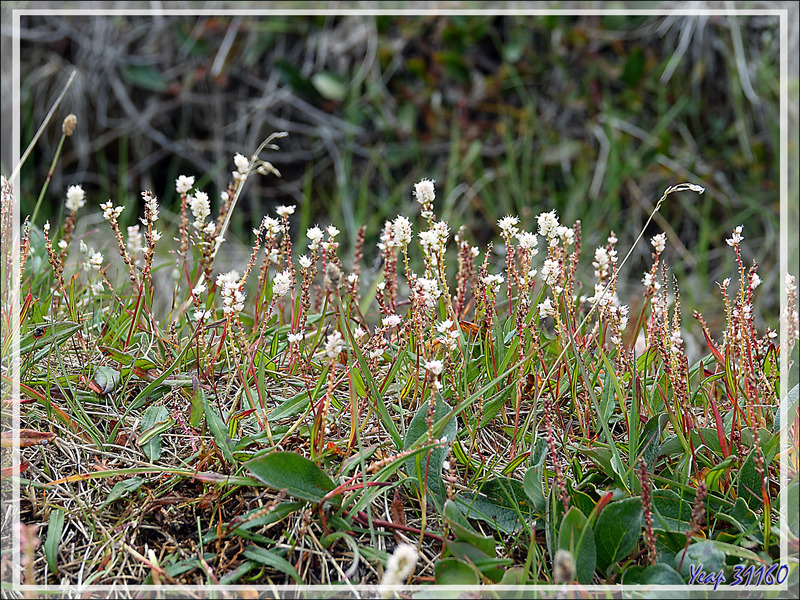 Quelques fleurettes sauvages, au milieu des détritus, égaient un peu les lieux - Pond Inlet - Baffin Island - Nunavut - Canada