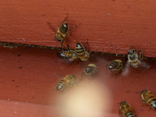 L'abeille de Louise ACKERMANN 