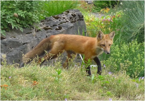 Cardinaux rouges