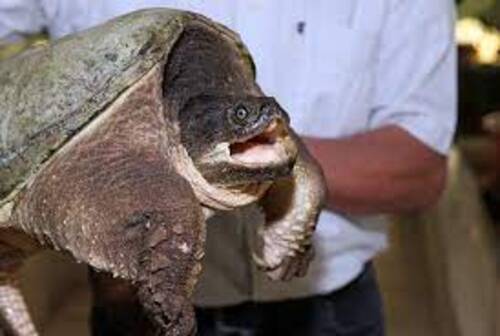 Une femme trouve une dangereuse tortue hargneuse