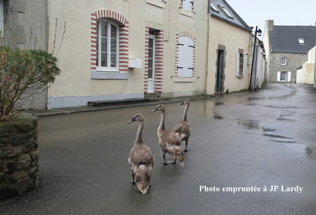 La famille Cocotte et Coco en 2015 ... !!!