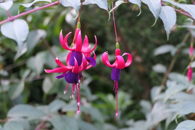 Fuchsia Ville de Rocquencourt