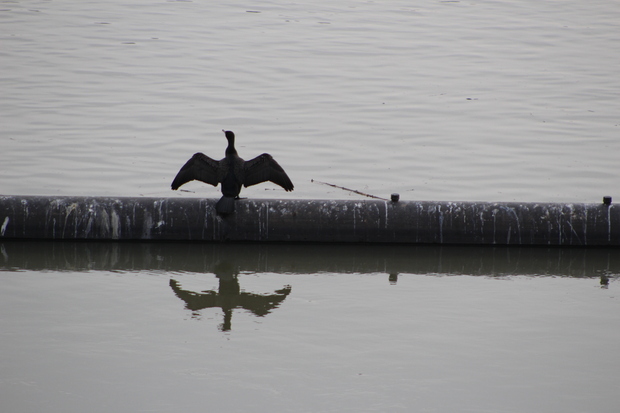 Bord de Garonne