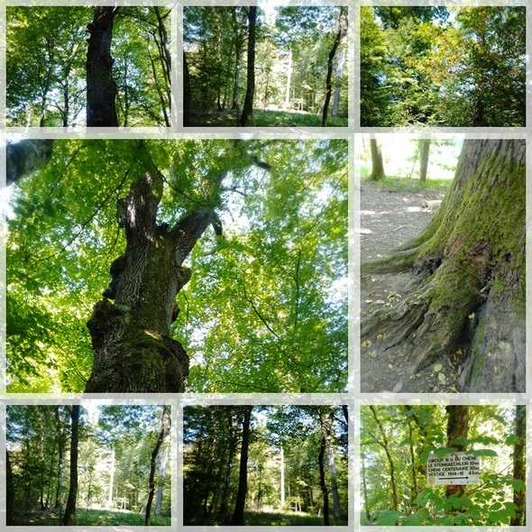 la forêt  notre dame du chêne