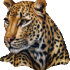 leopard.gif