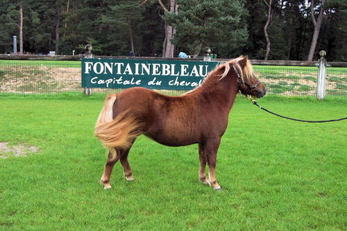 La morphologie du cheval