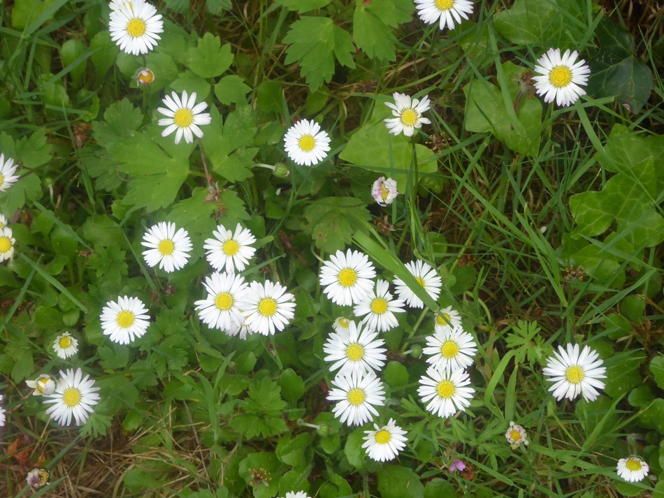 Toujours les fleurs du jardin!