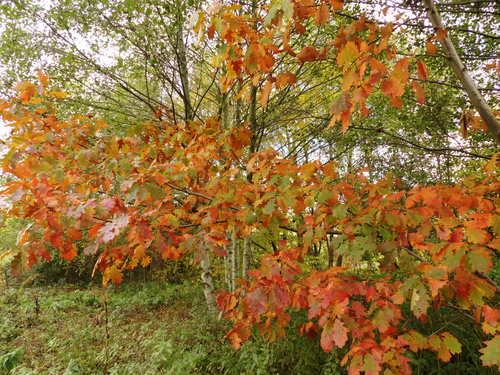 novembre 2017 au jardin de l'abbaye