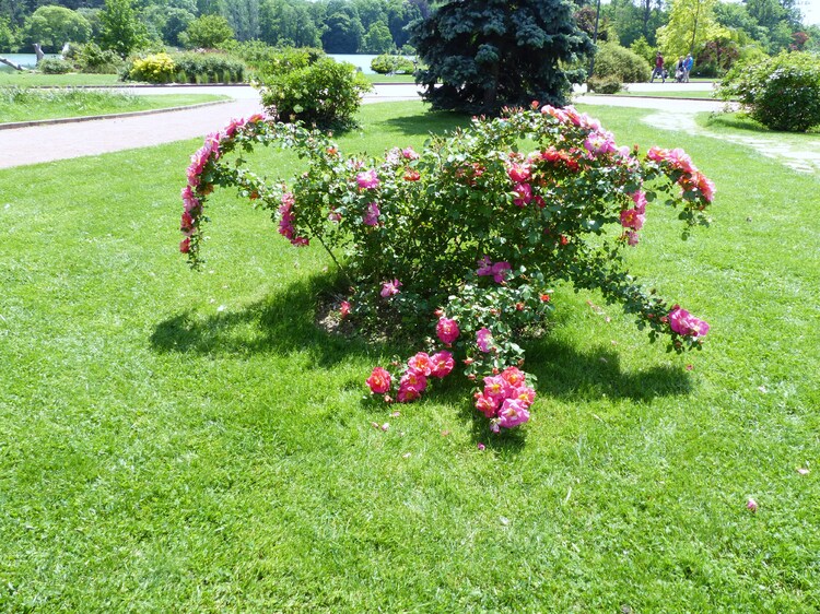 La roseraie du parc de la Tête d'Or à Lyon..