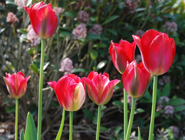 Tulipa viridiflora 'Red Spring Green'