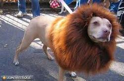 Attention!! Un lion-chien!!
