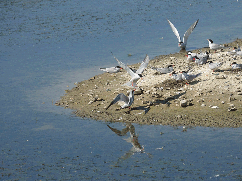 Nourrissage doublement raté pour la Sterne pierregarin, Common Tern (Sterna hirundo) - La Couarde-sur-Mer - Ile de Ré - 17