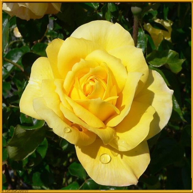 Rose jaune