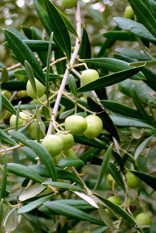 Des olives sur l'arbre !