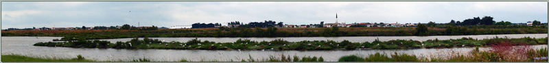 Panorama sur le village Ars-en-Ré vu à partir de "l'île aux mouettes" - Île de Ré - 17