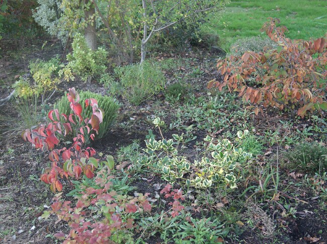 Le rouille du viburnum plicatum Mariesii