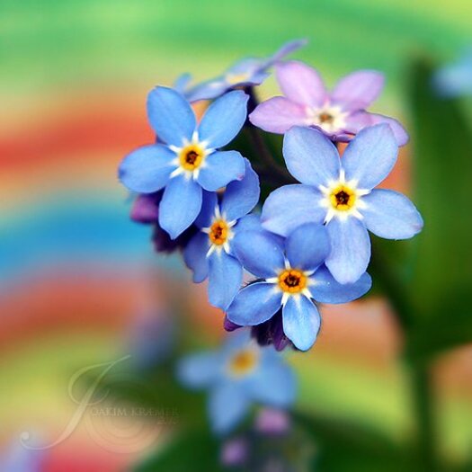 ERNESTO CORTAZAR - SEGUIRE ME VIAJE-SABOR A MI - QUARRYHILL BOTANICAL GARDEN-BEAUTIFUL ASIAN FLOWERS