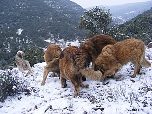 promenade neige 9 01 10 (38) [Résolution de l'écran]