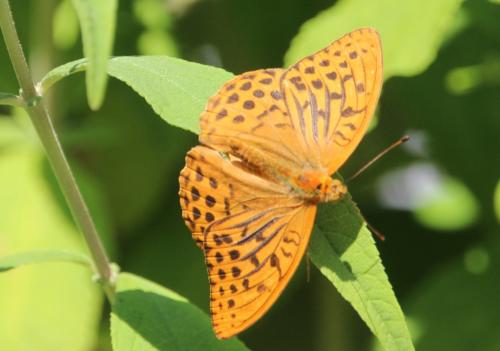 Papillons