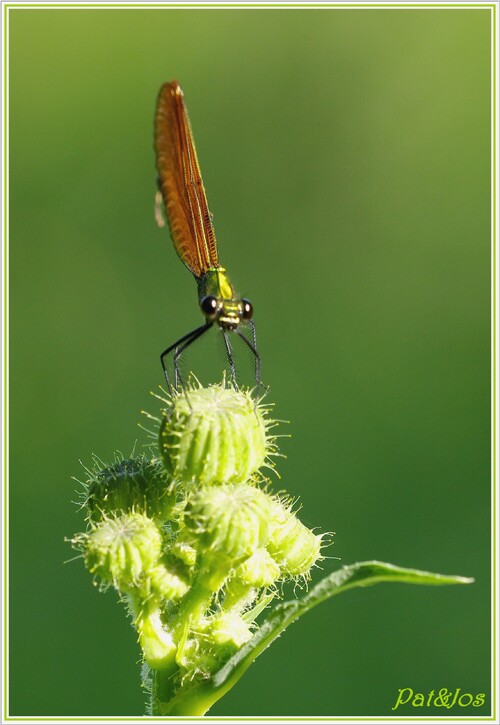 Libelulles demoiselles