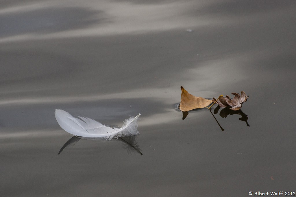 La feuille et la plume