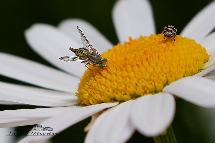 Petits insectes sur une fleur de marguerite