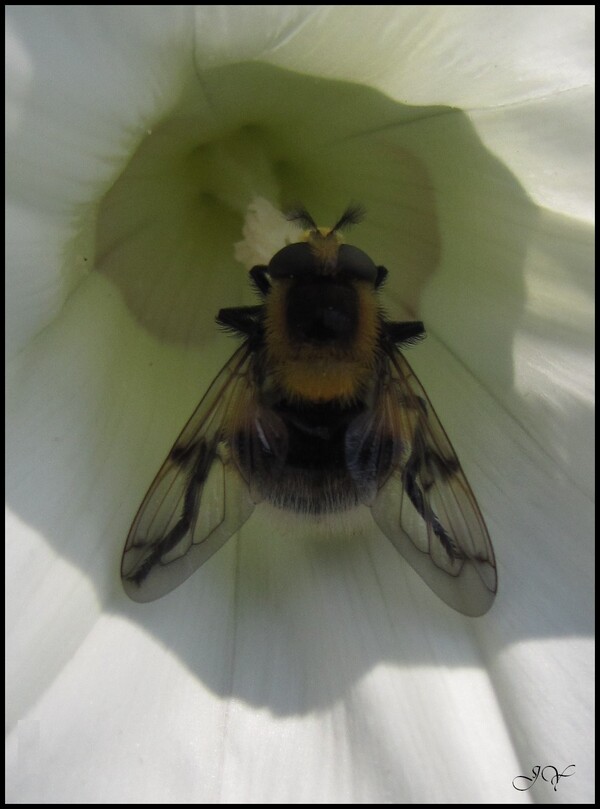 Volucella bombylans.