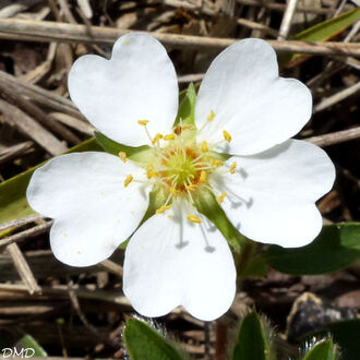 Potentilla montana  -  potentille des montagnes