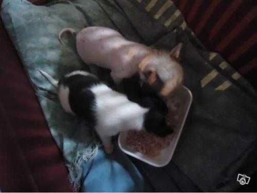 Croisés | Maman et ses bébés chihuahua hairless