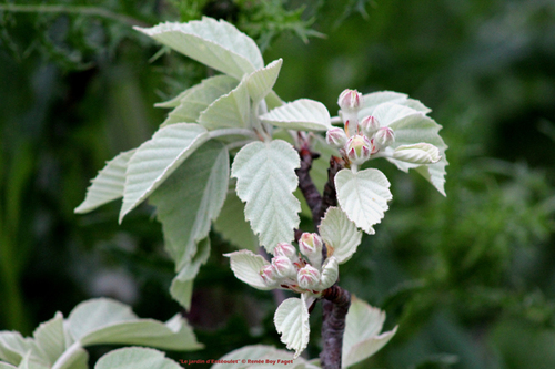 Malus tschonoskii