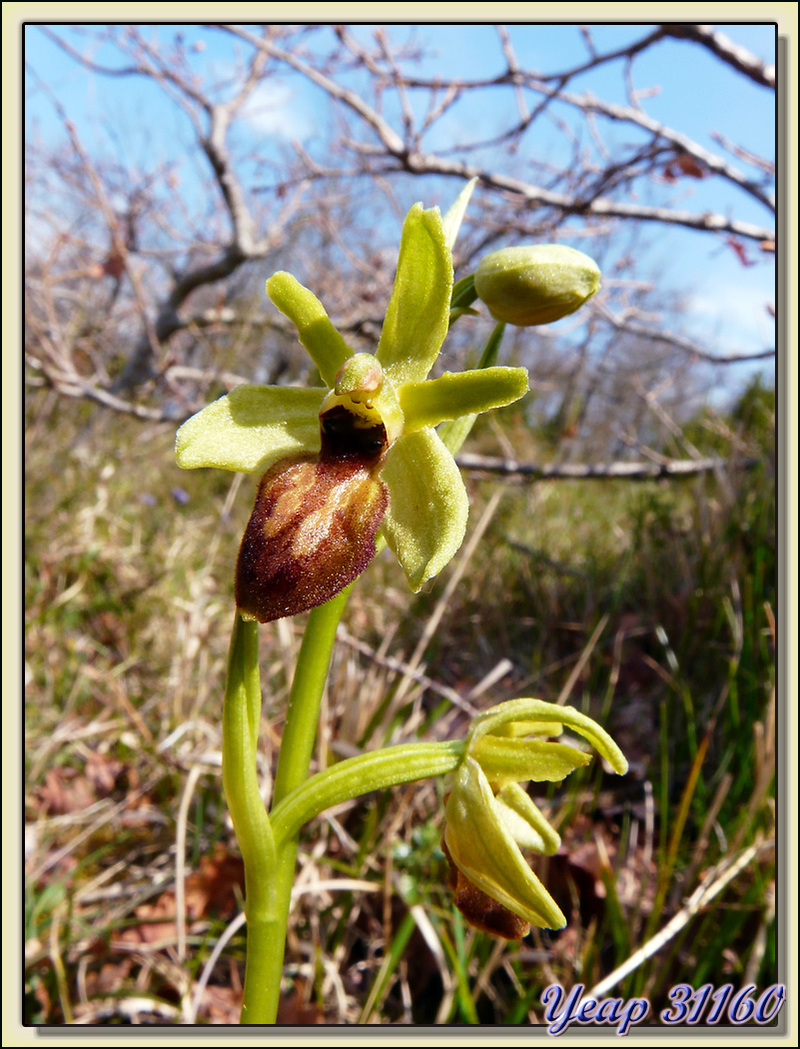 Balade "orchidées": Ophrys araignée (Ophrys aranifera) - Aulon - 31  (Flore)