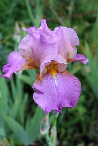 Iris 'Laurie'