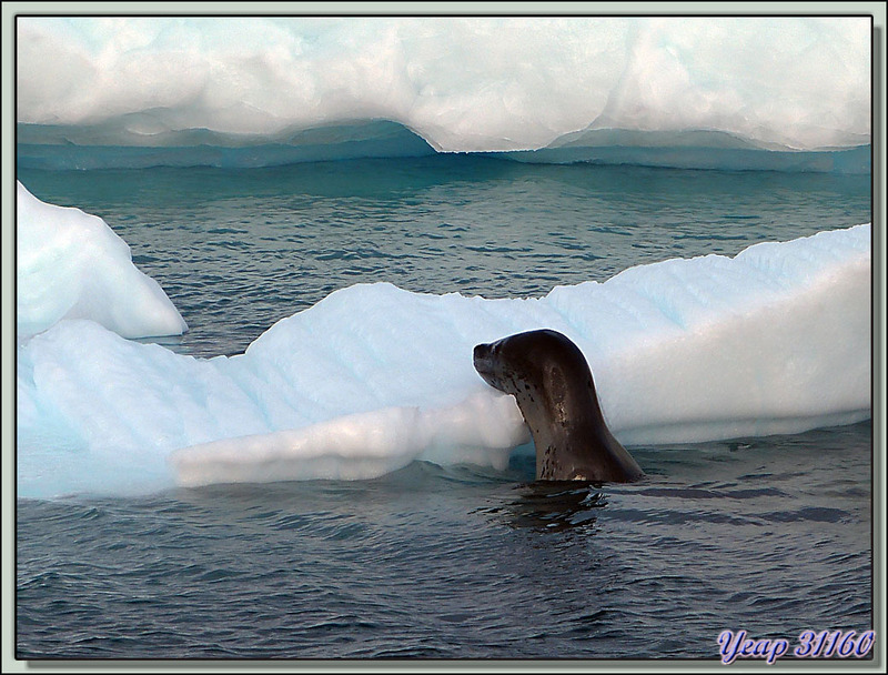 Léopard de mer, phoque léopard - Pleneau Island - Péninsule Antarctique 