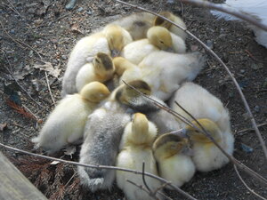  animaux:les canards