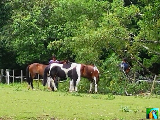 Arbres et Chevaux !